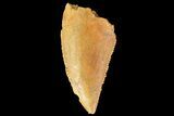 Serrated, Raptor Tooth - Real Dinosaur Tooth #179602-1